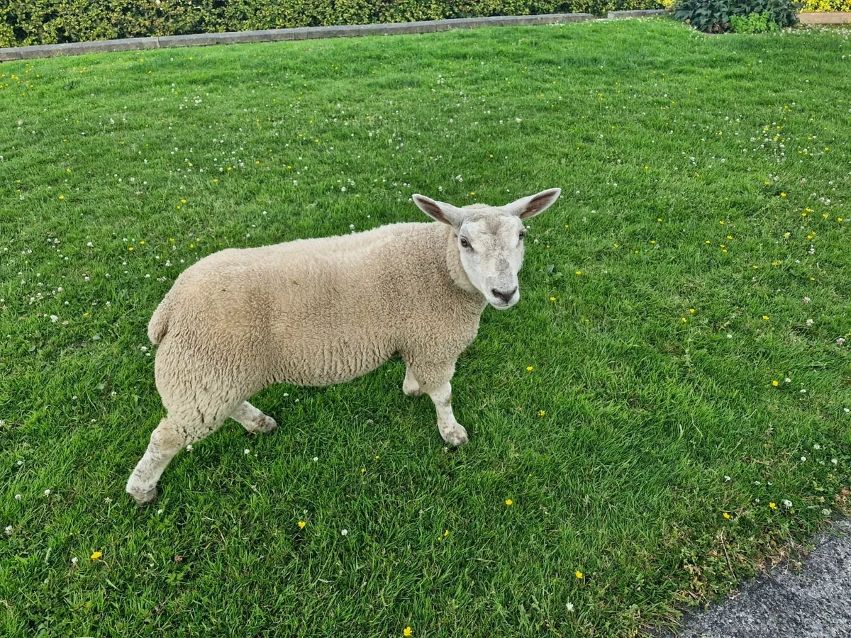 Ewe lamb - Image 1