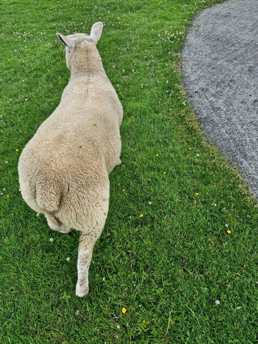 Ewe lamb - Image 2