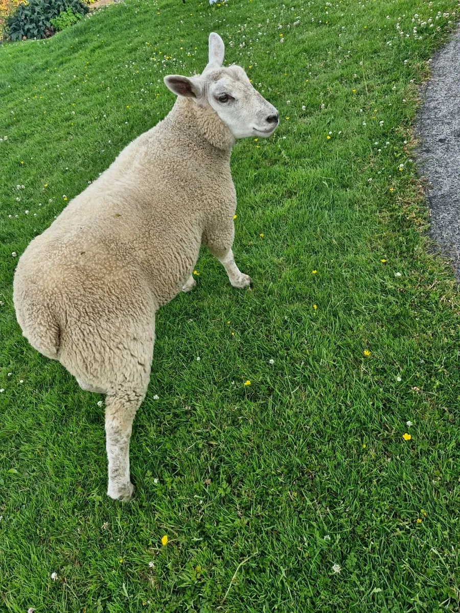 Ewe lamb - Image 3