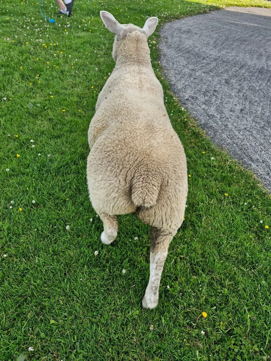 Ewe lamb - Image 4