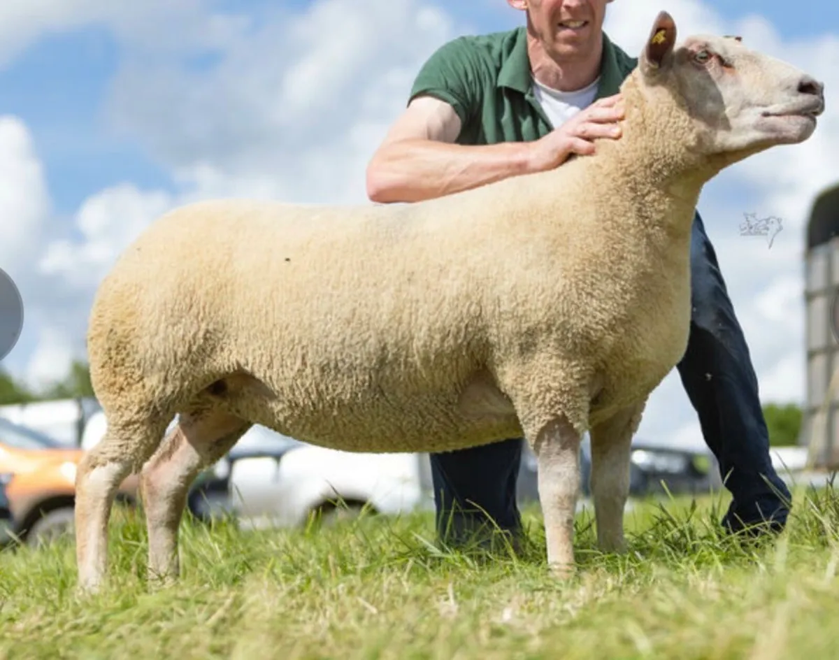 Charollais breeding sale - Image 1