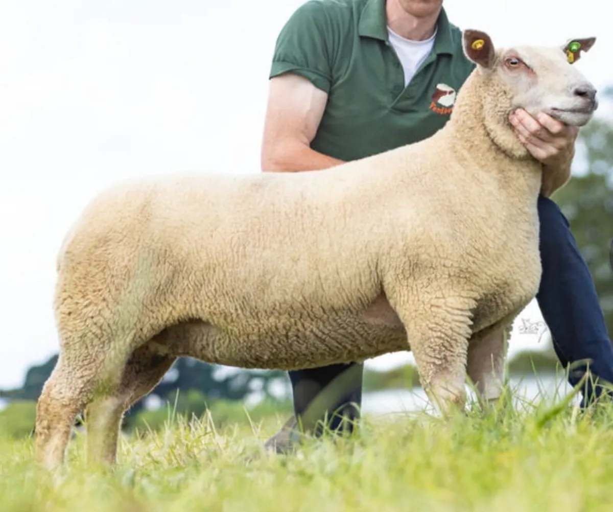 Charollais breeding sale - Image 2
