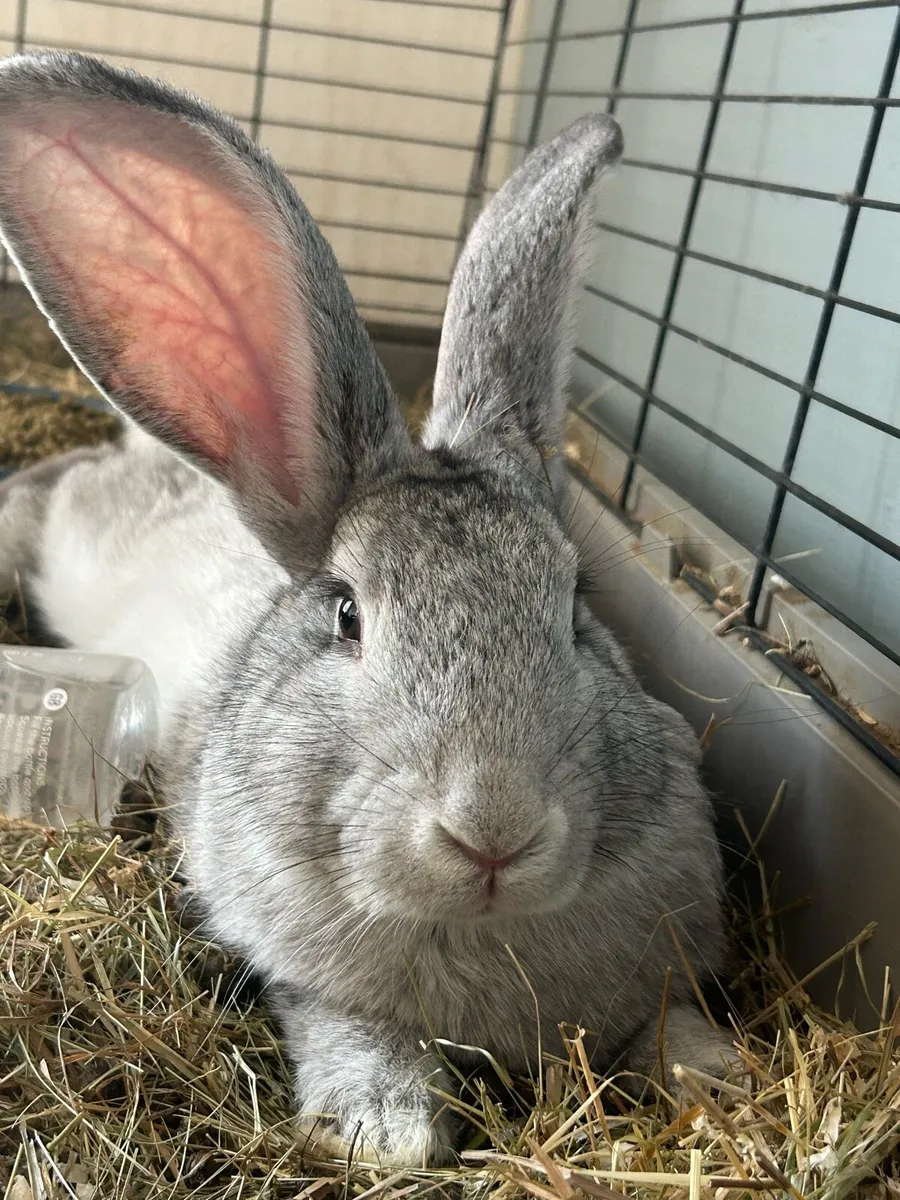 Rabbit - Image 1