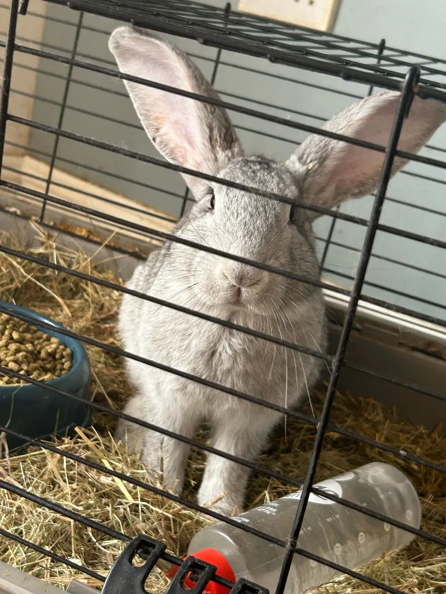 Rabbit - Image 2