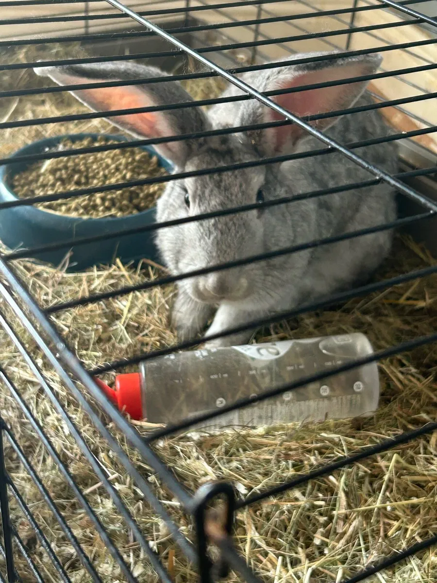 Rabbit - Image 3