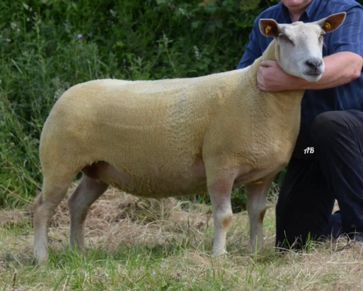 Charollais breeding sale - Image 3