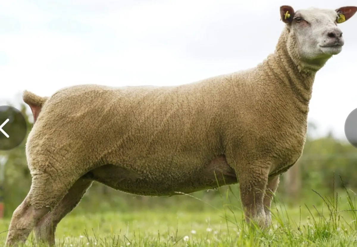 Charollais breeding sale - Image 4