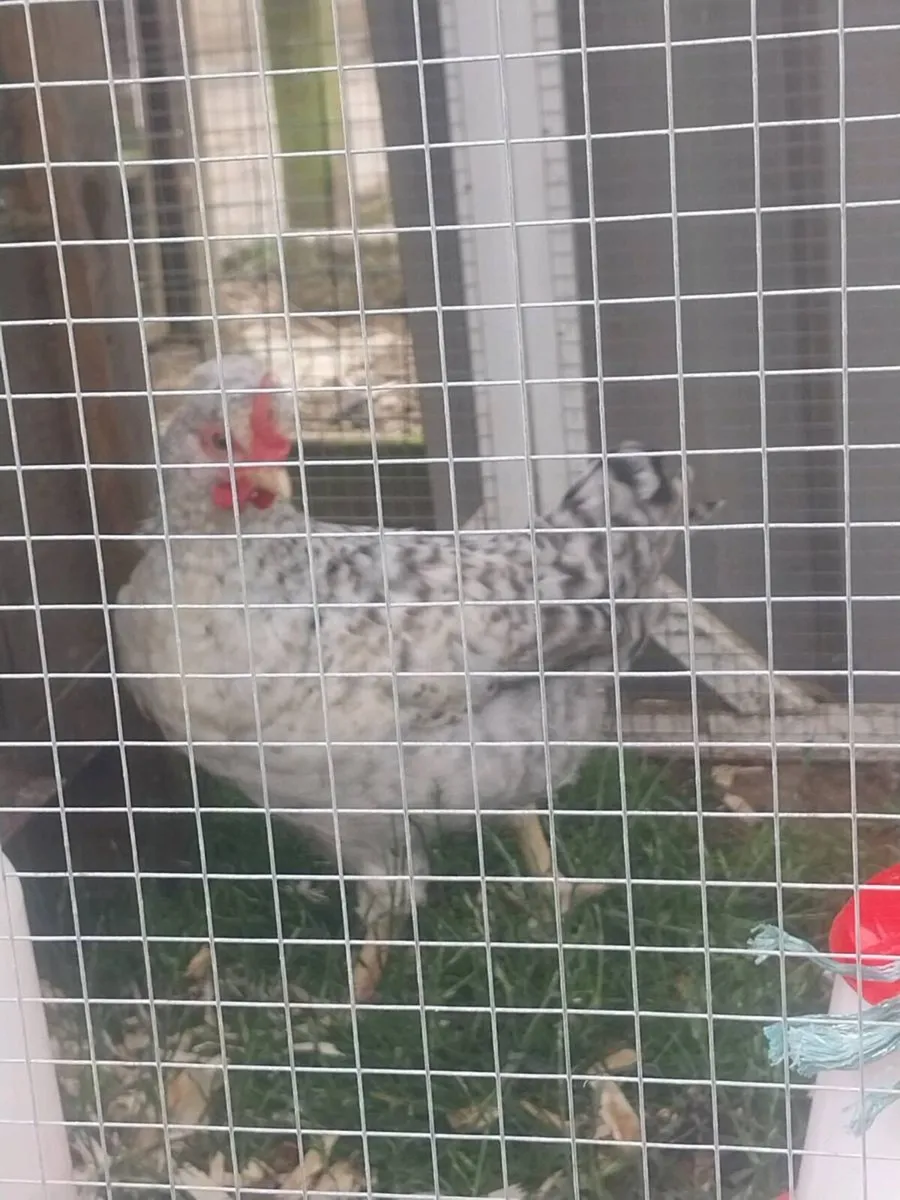 Cream legbar cockerel - Image 1