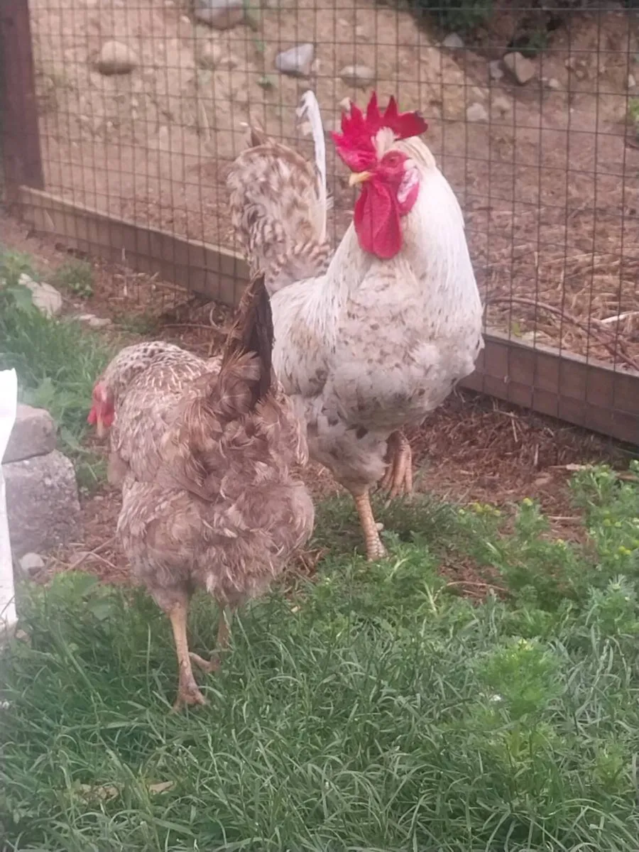 Cream legbar cockerel - Image 4