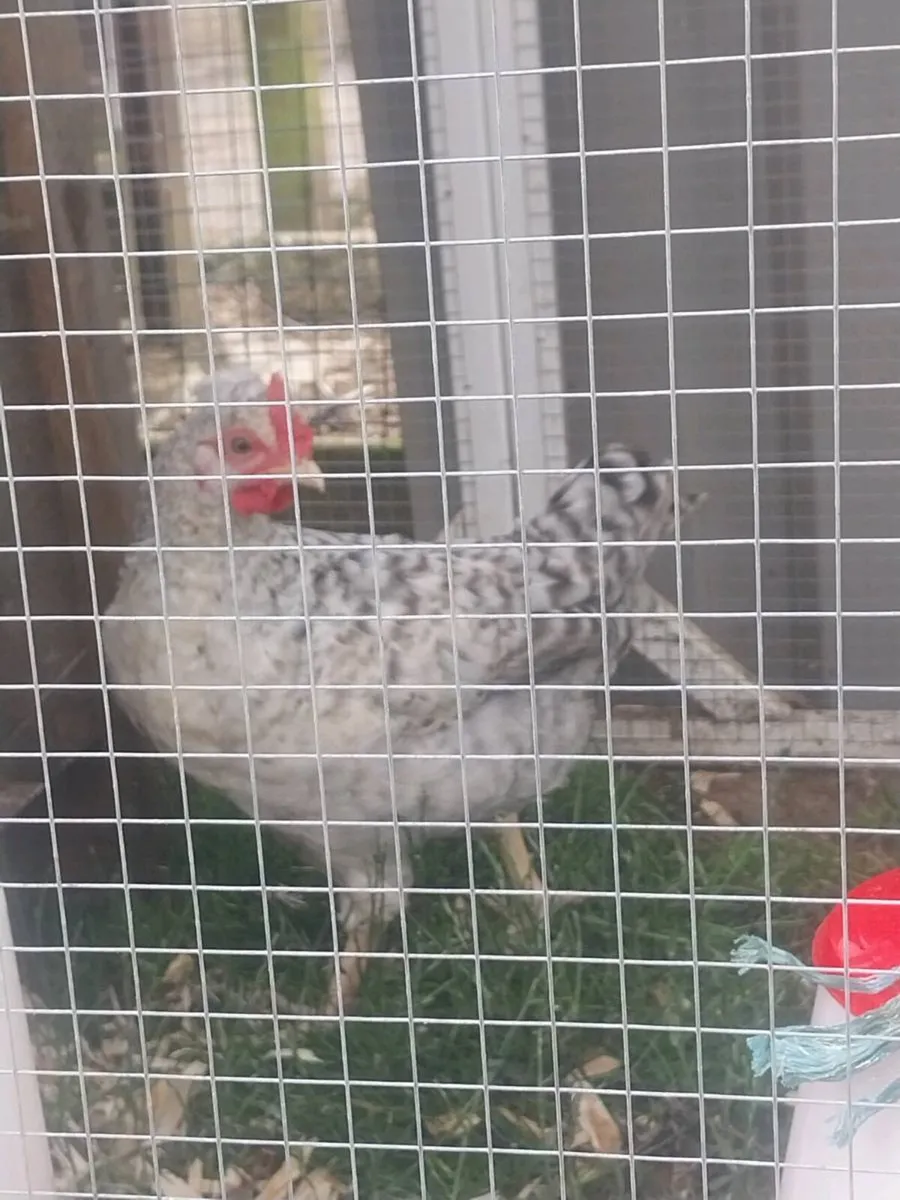 Cream legbar cockerel - Image 3