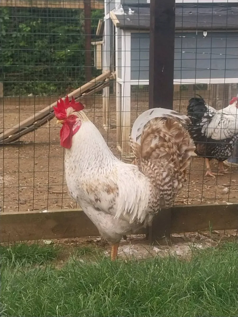 Cream legbar cockerel - Image 3