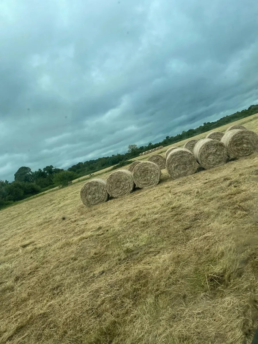 Hay for sale - Image 2
