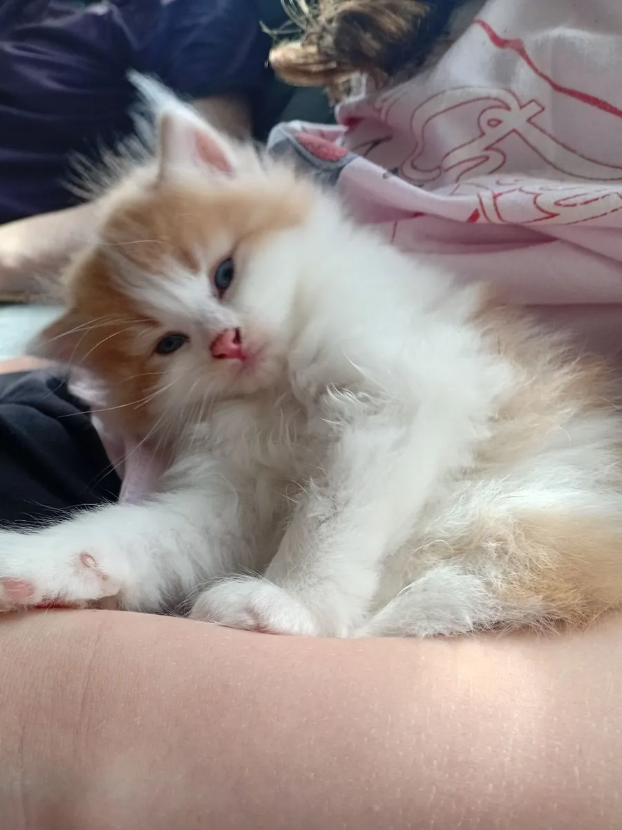 Adorable Persian mix Kittens (1 left) - Image 1
