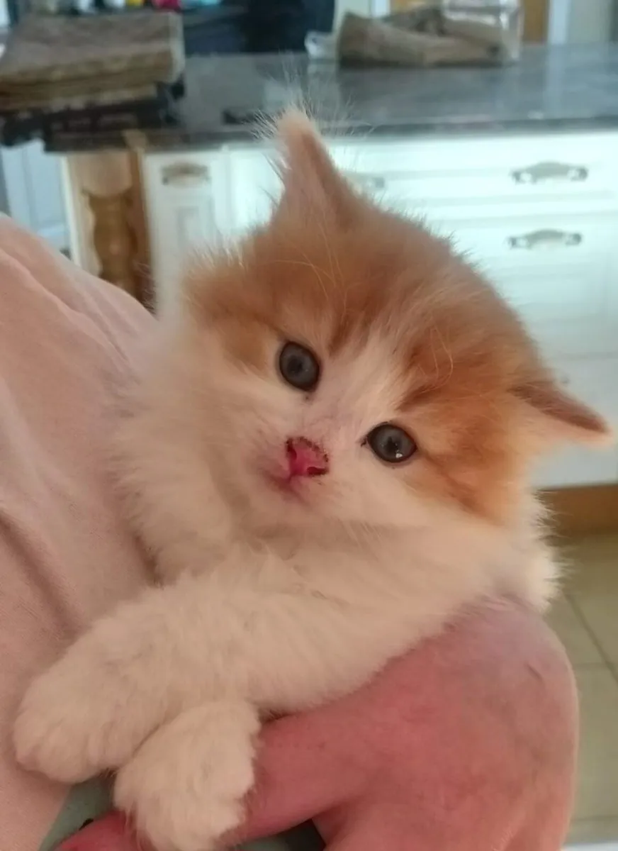 Adorable Persian mix Kittens (1 left) - Image 2