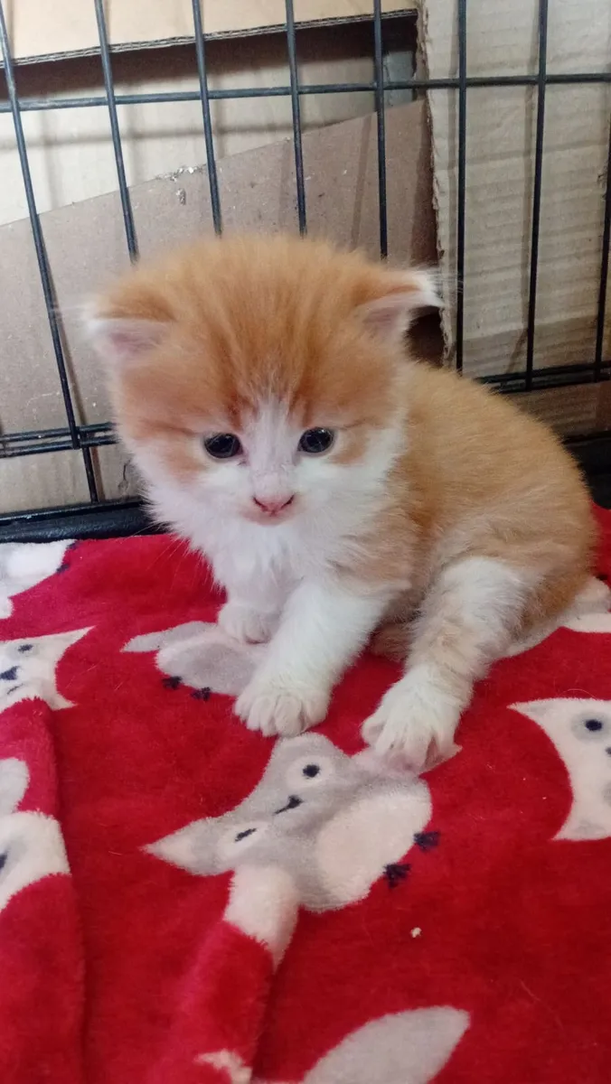 Adorable Persian mix Kittens (1 left) - Image 3