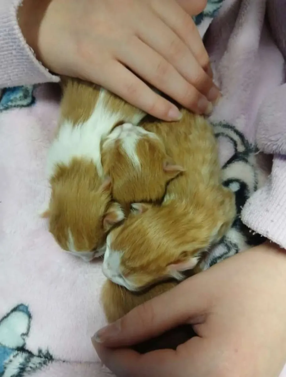 Adorable Persian mix Kittens (1 left) - Image 4