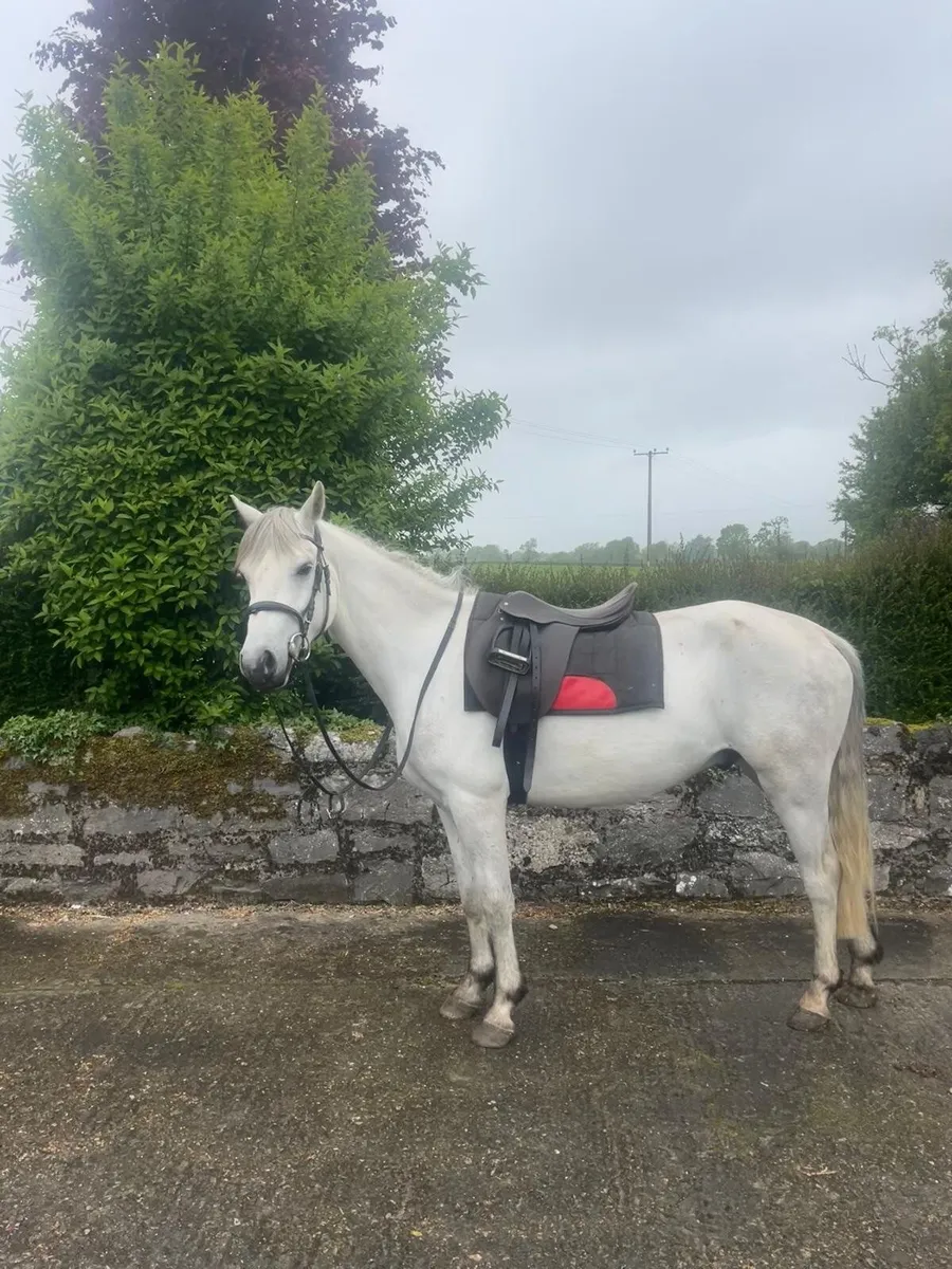 Connemara pony - Image 1