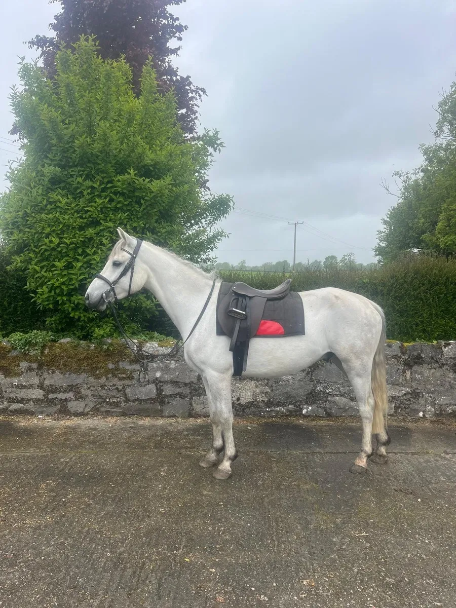 Connemara pony - Image 2
