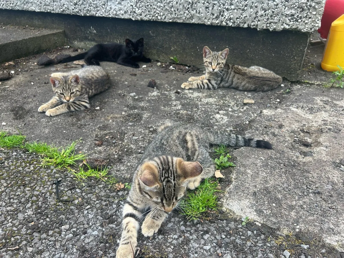 Kittens - looking for a loving home - Image 1