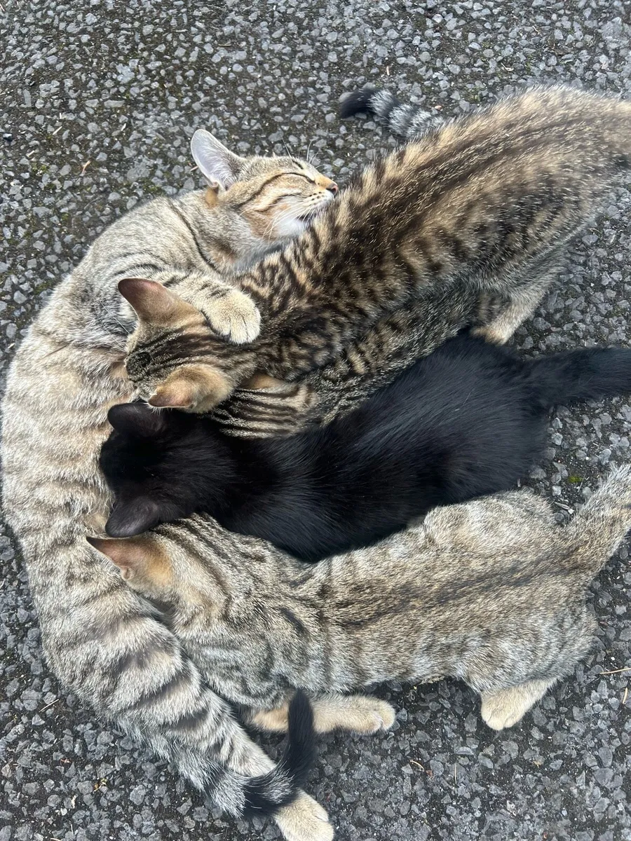 Kittens - looking for a loving home - Image 2