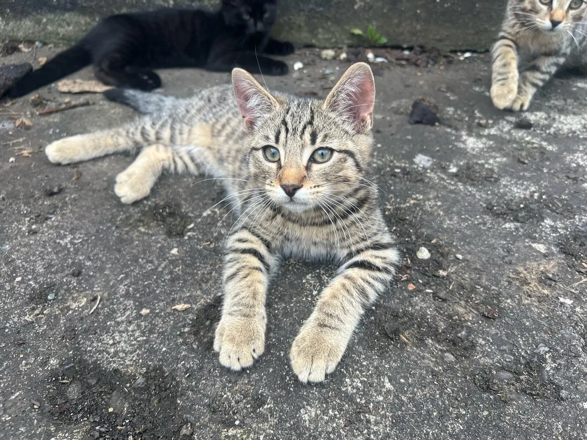 Kittens - looking for a loving home - Image 3