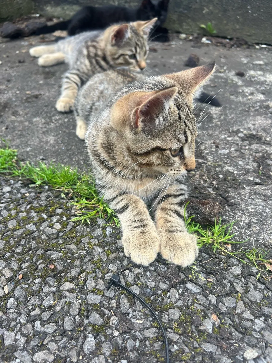 Kittens - looking for a loving home - Image 4