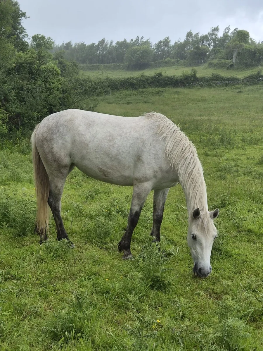 Pony - Image 1