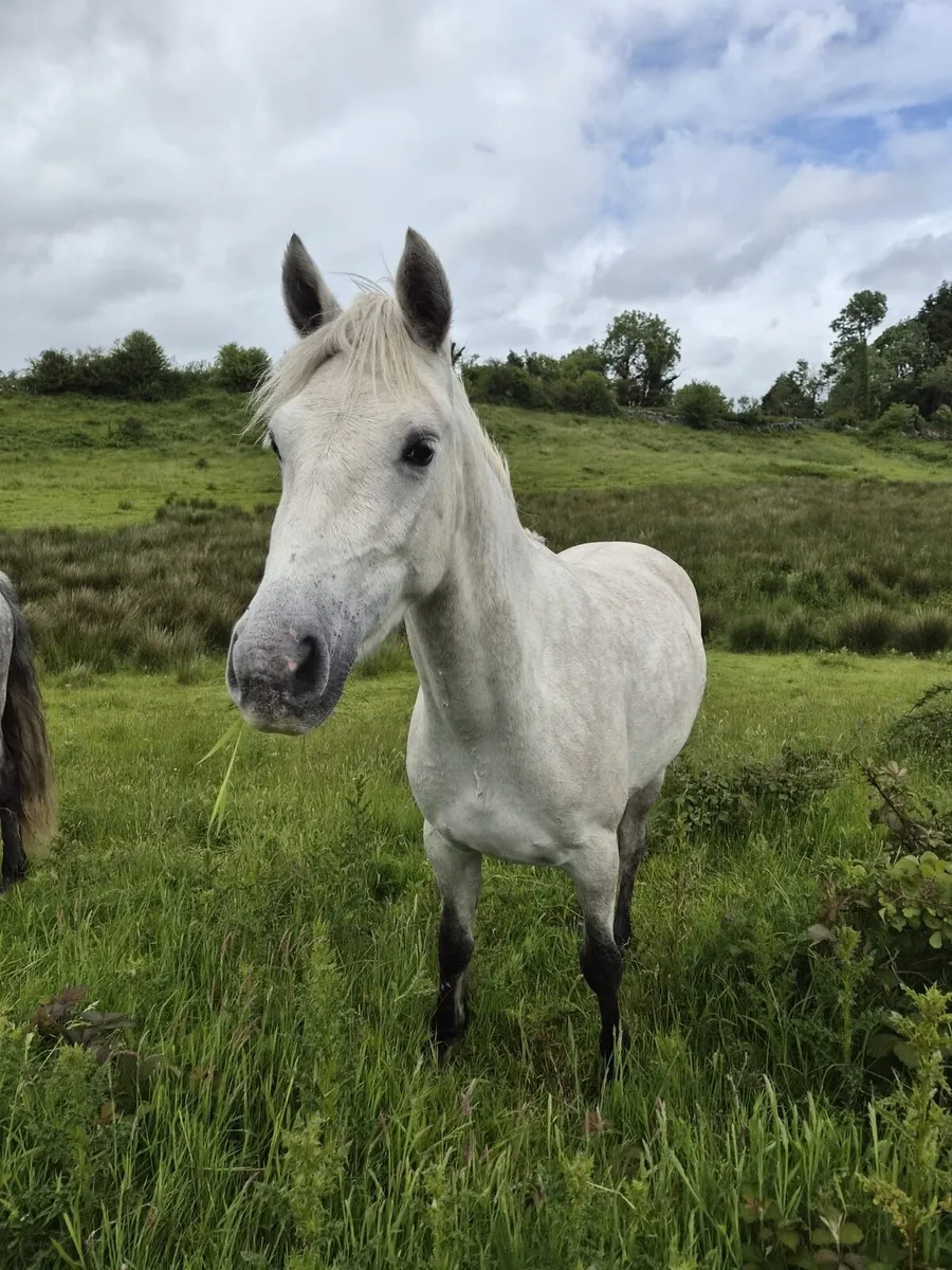 Pony - Image 2