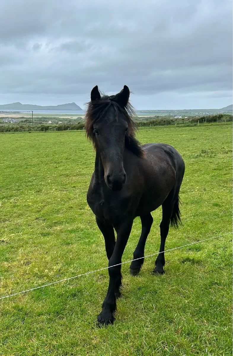 Friesian Filly - Image 2