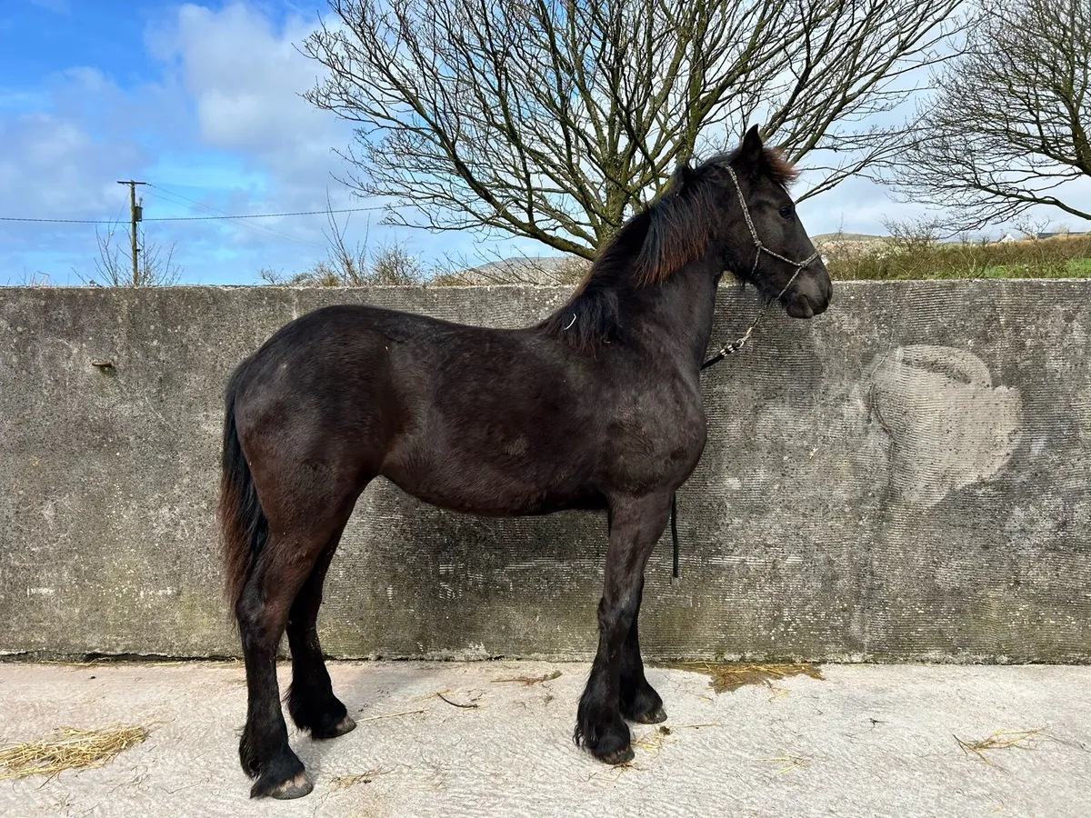 Friesian Filly - Image 1
