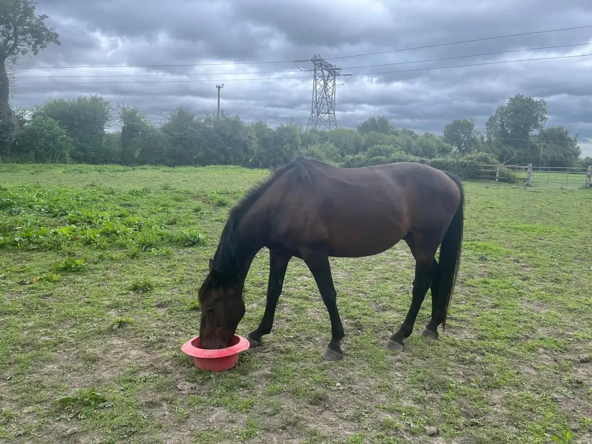 14 Year Old Gelding By Watermill Swatch - Image 1