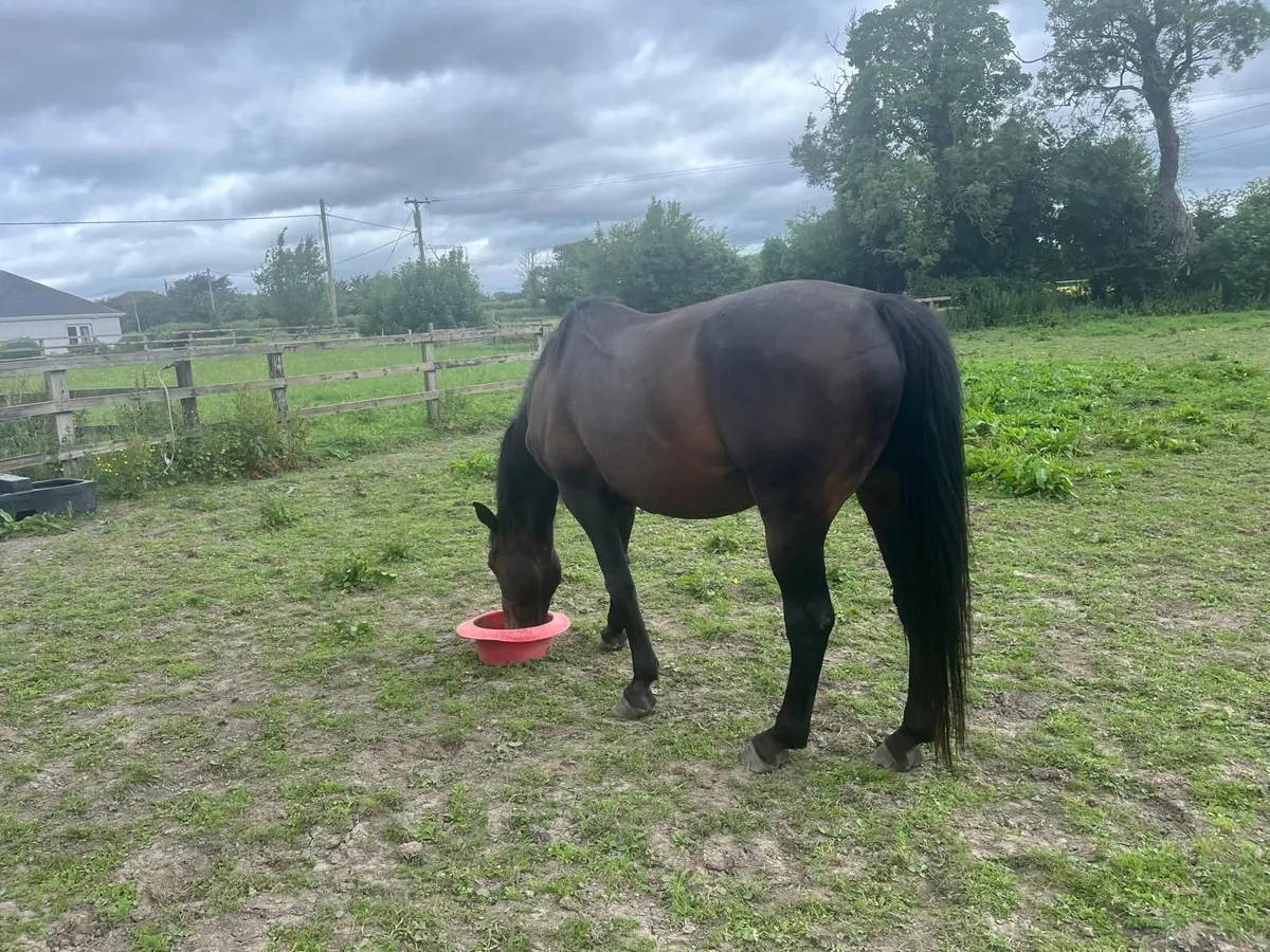 14 Year Old Gelding By Watermill Swatch - Image 2