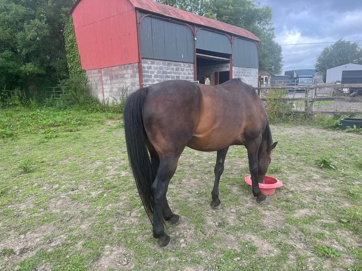 14 Year Old Gelding By Watermill Swatch - Image 3