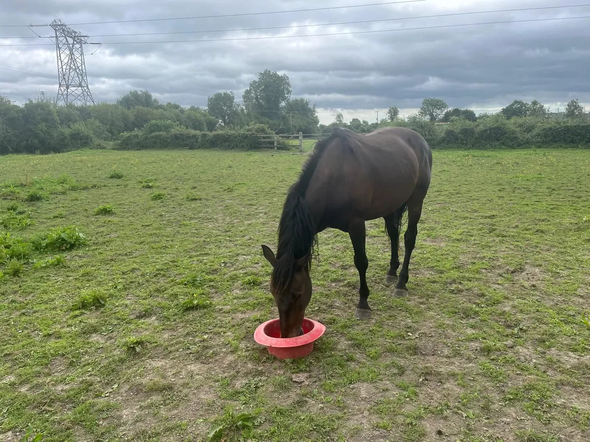 14 Year Old Gelding By Watermill Swatch - Image 4