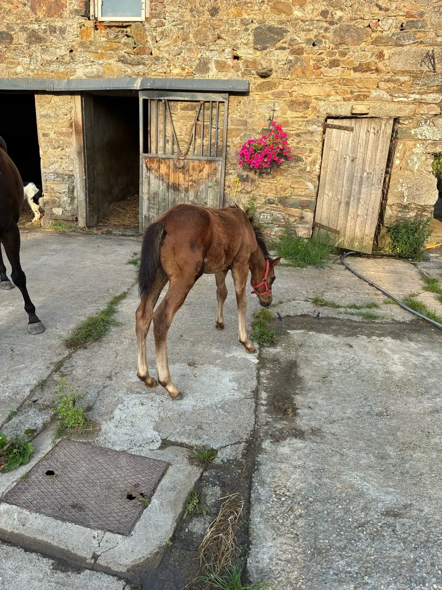 Thoroughbred Mare and Colt Foal - Image 3