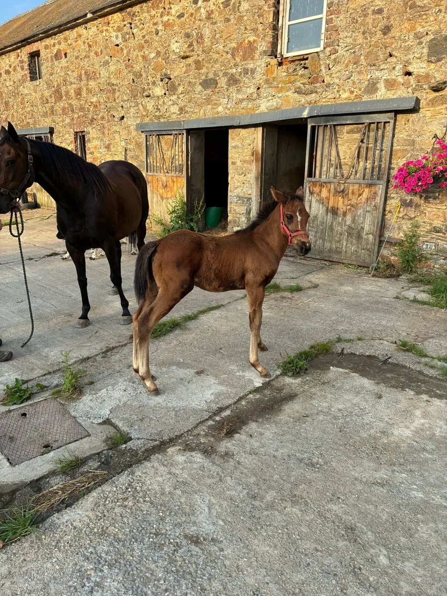 Thoroughbred Mare and Colt Foal - Image 4