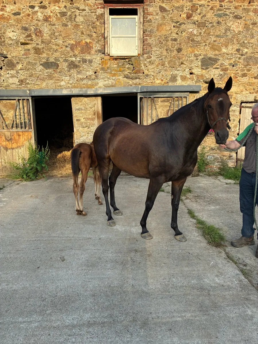 Thoroughbred Mare and Colt Foal - Image 1