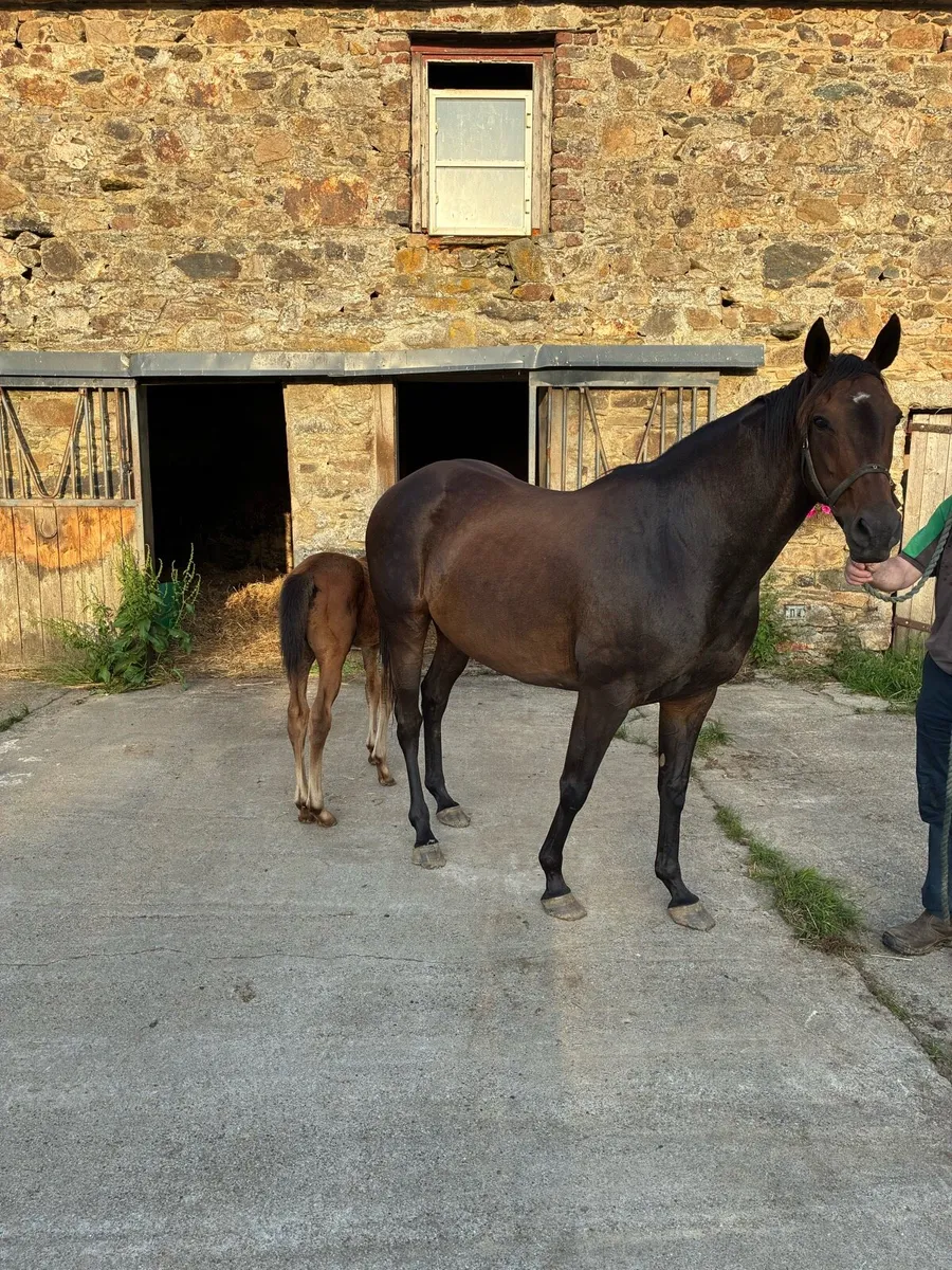 Thoroughbred Mare and Colt Foal - Image 2