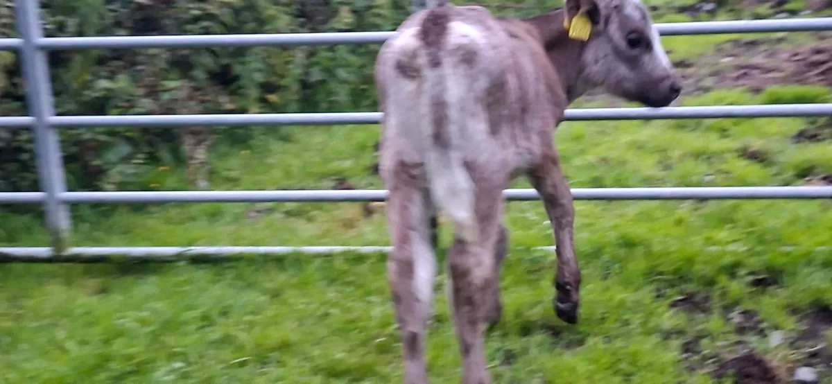 Roan Blue  Heifer Calf - Image 3