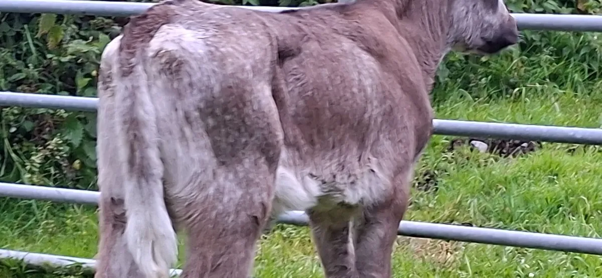 Roan Blue  Heifer Calf - Image 4