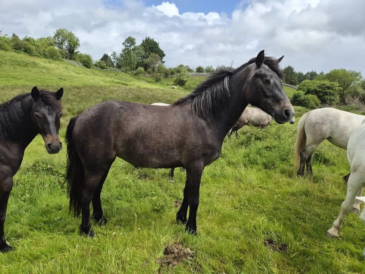 Pony - Image 2