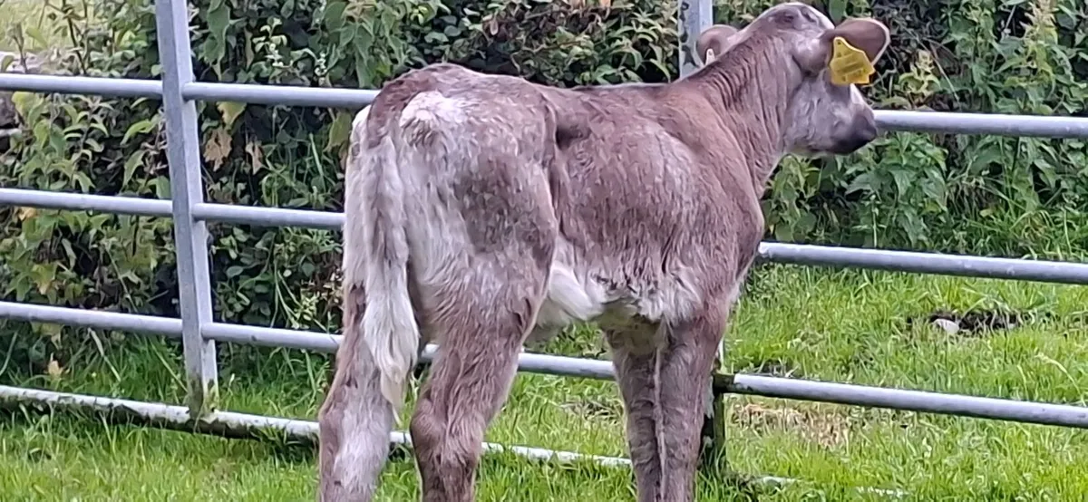 Roan Blue  Heifer Calf - Image 1