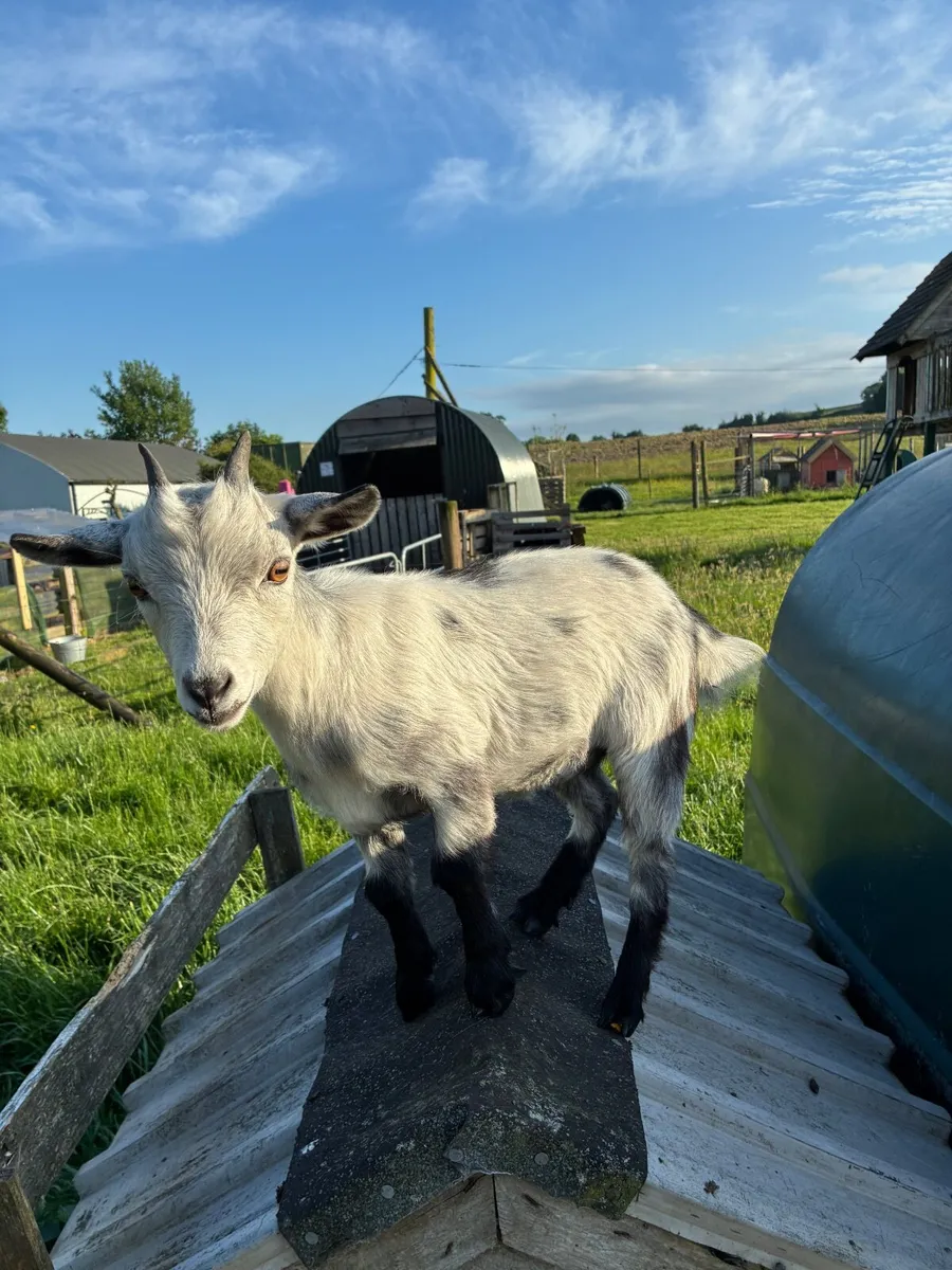 Pygmy Goat Kids - Image 1