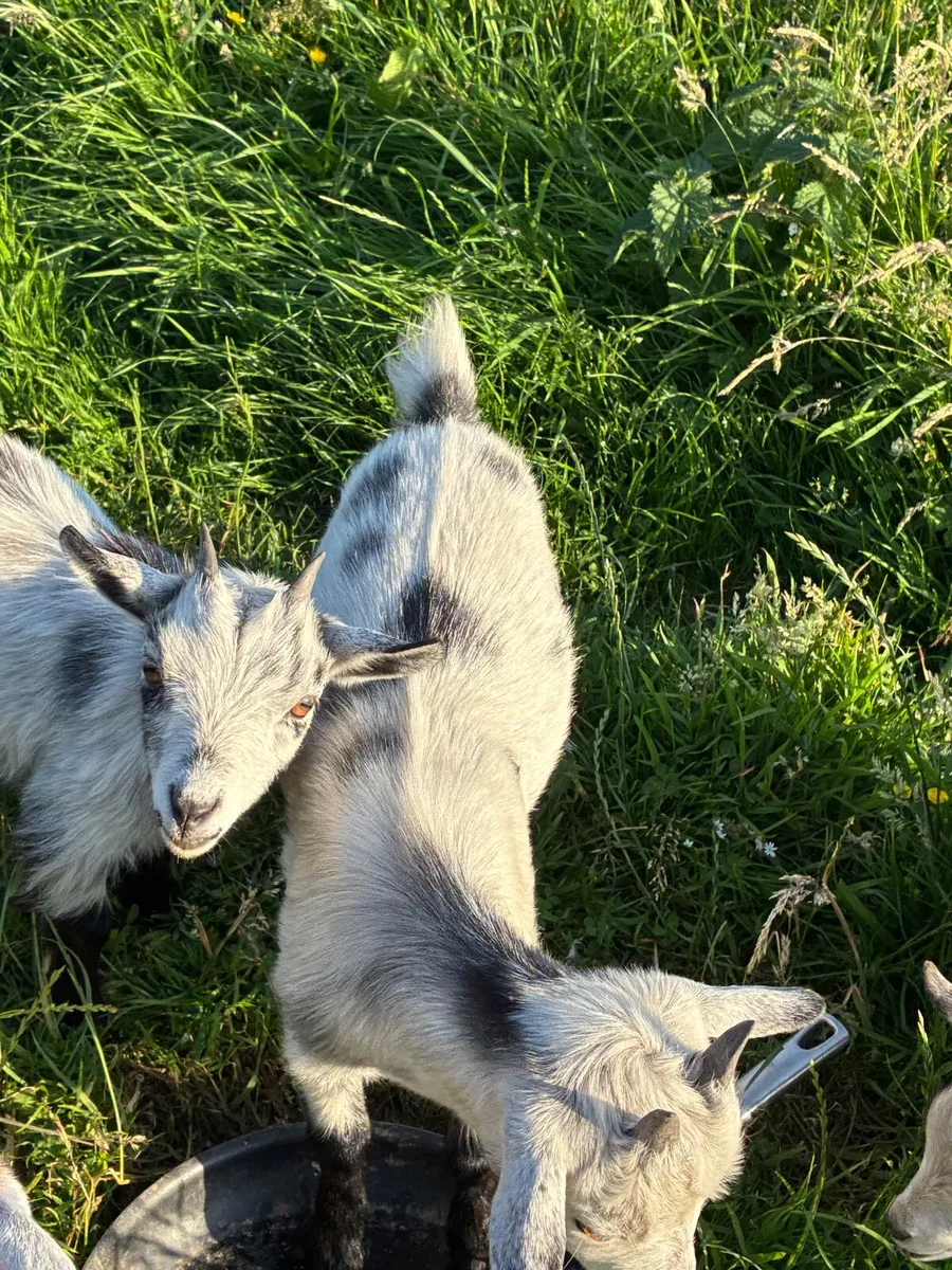 Pygmy Goat Kids - Image 2