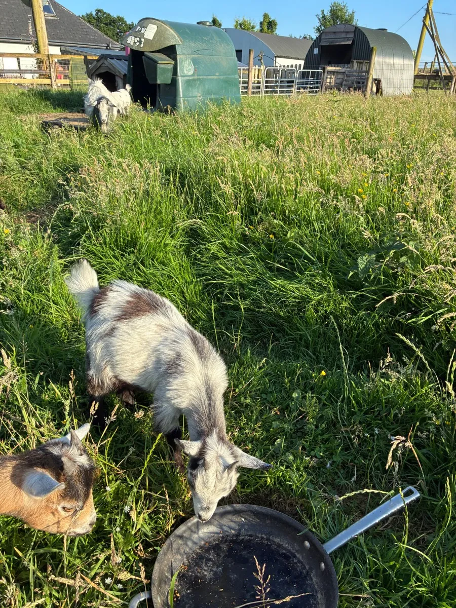 Pygmy Goat Kids - Image 3