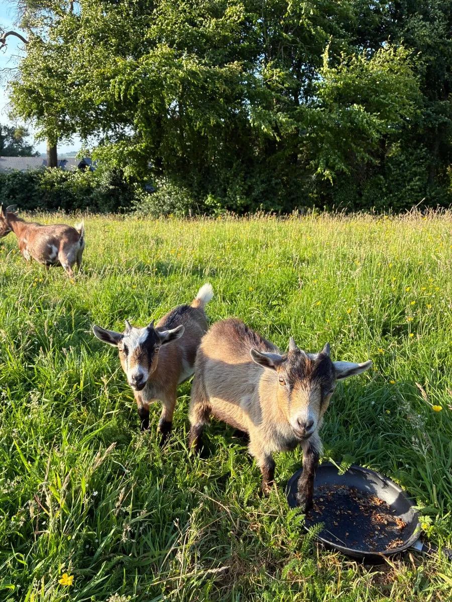 Pygmy Goat Kids - Image 4