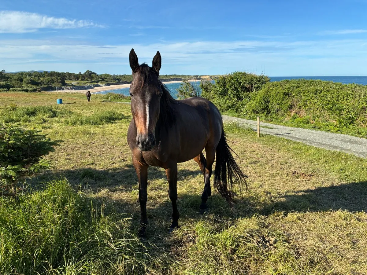 Brood mare - Image 2