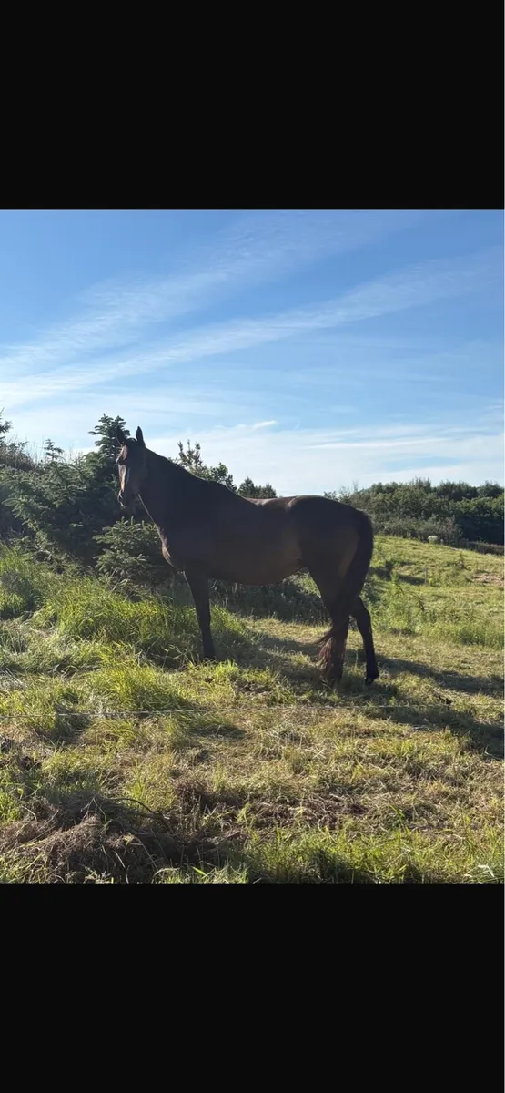 Brood mare - Image 3