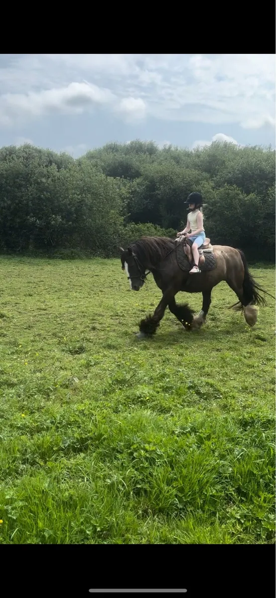 Pony - Image 1