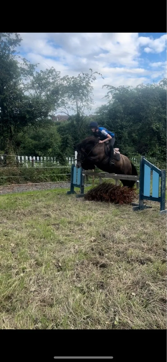 Pony - Image 2